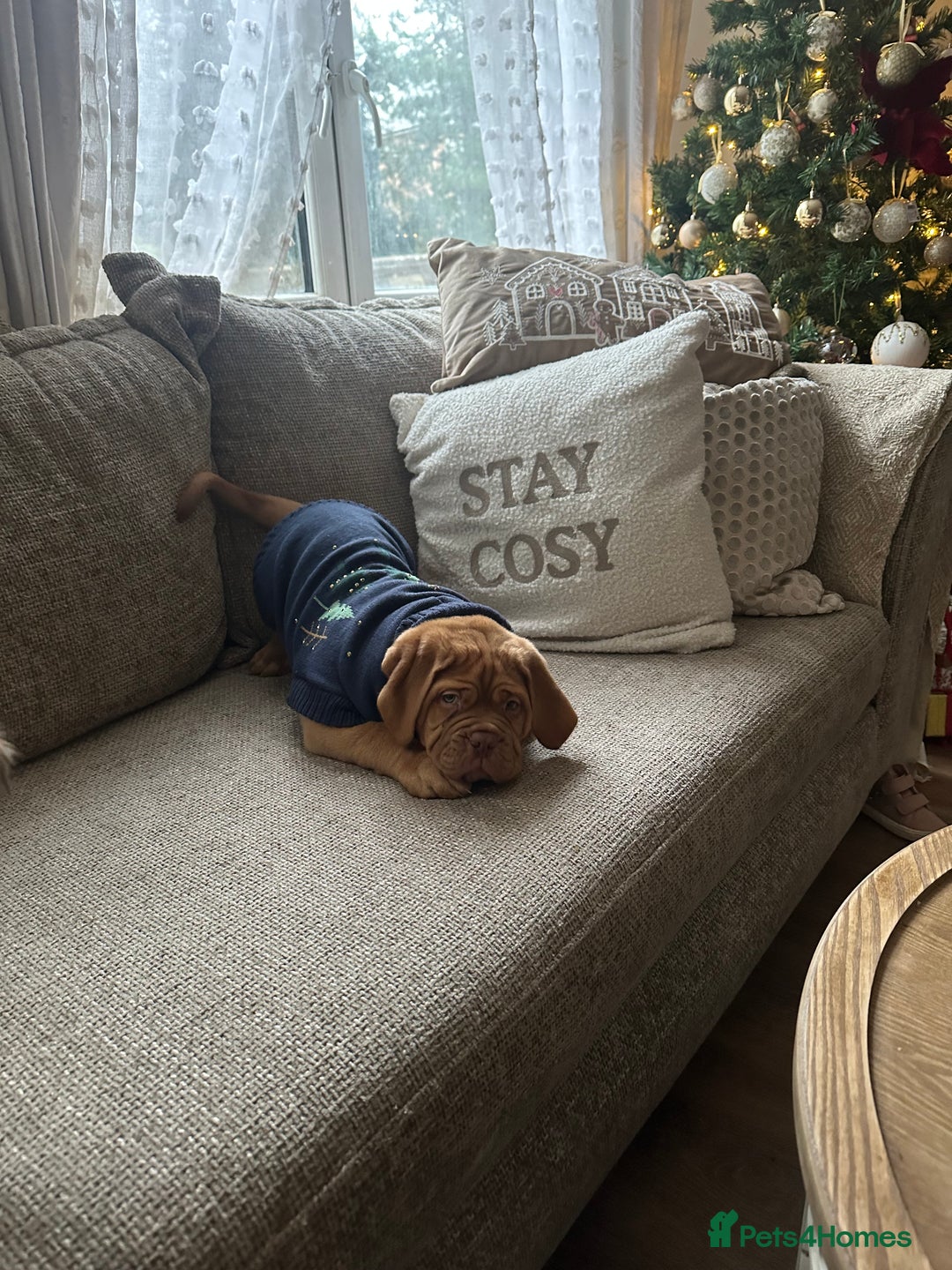 Dogue De Bordeaux dogs for sale: Beautiful girl Nala  - Advert 4