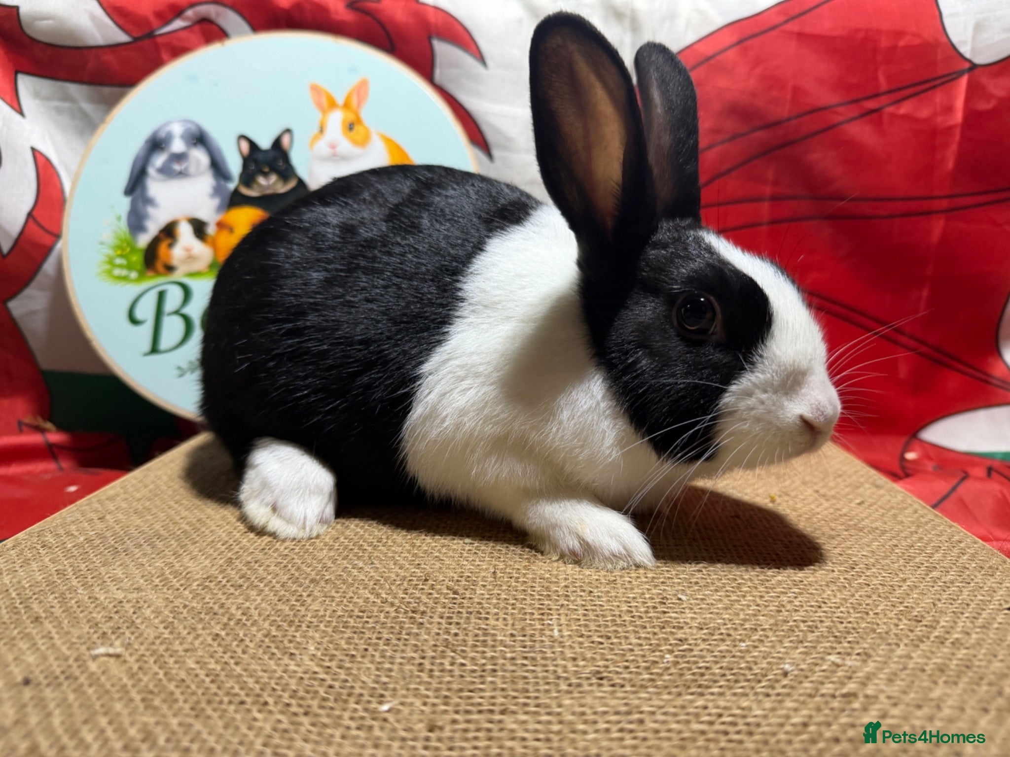 Dutch rabbits Gorgeous Dutch rabbits ready to reserve.  - Advert 5