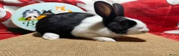 Dutch rabbits for sale: Gorgeous Dutch rabbits - Advert 2