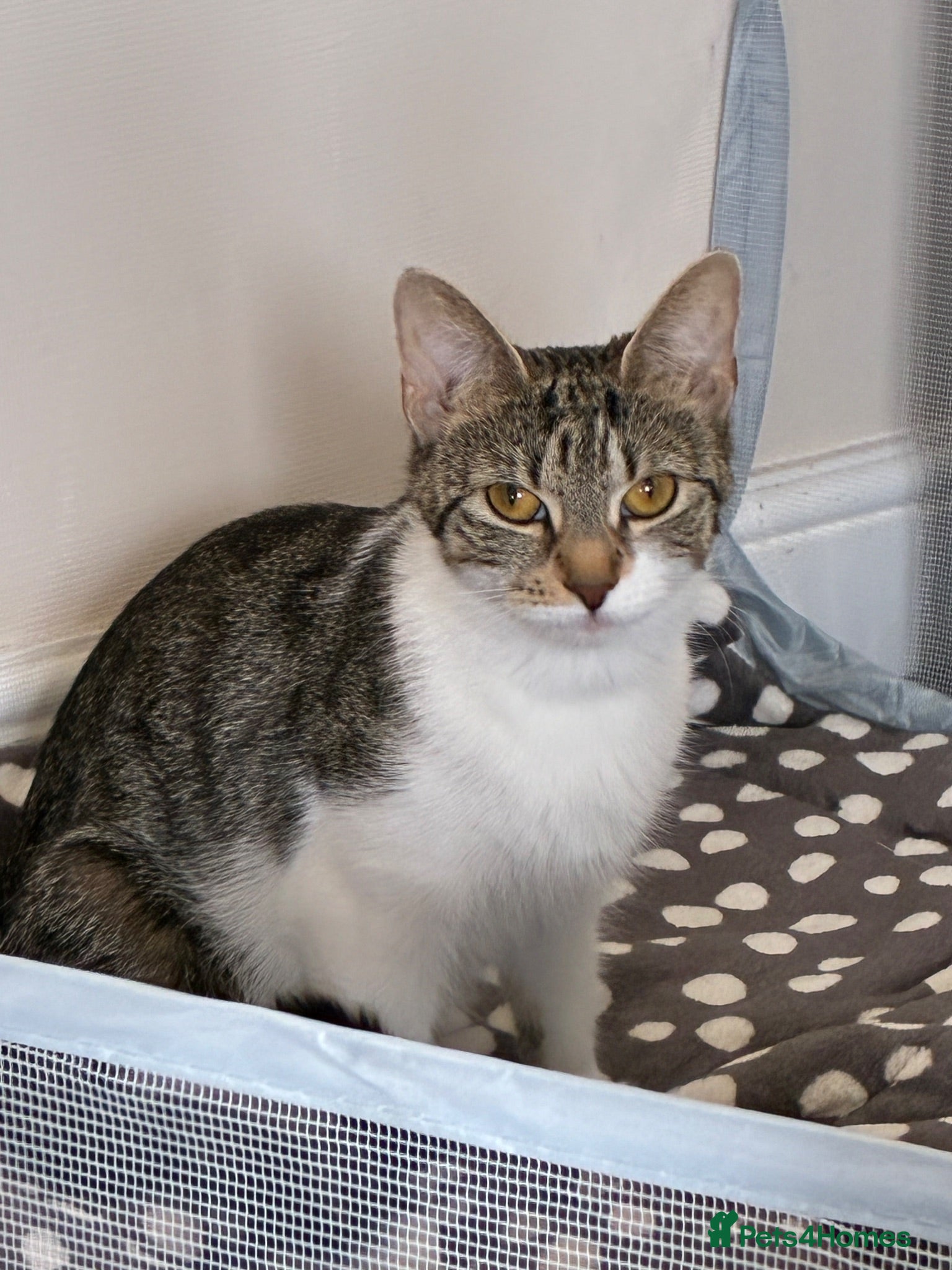 Mixed Breed cats 4 Beautiful Tabby Kittens  - Advert 1