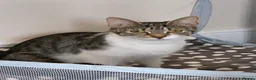 Mixed Breed cats for sale: 4 Beautiful Tabby Kittens  in Crewe - Advert 1