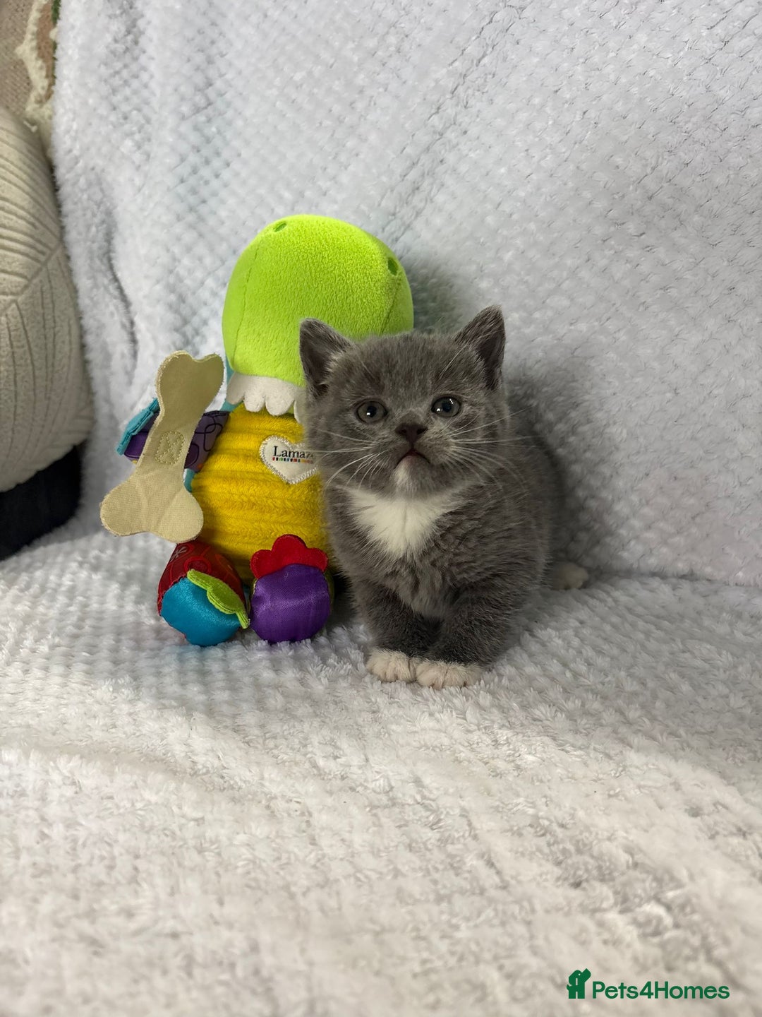 British Shorthair cats for sale: Beautiful British shorthair x kittens - Image 23