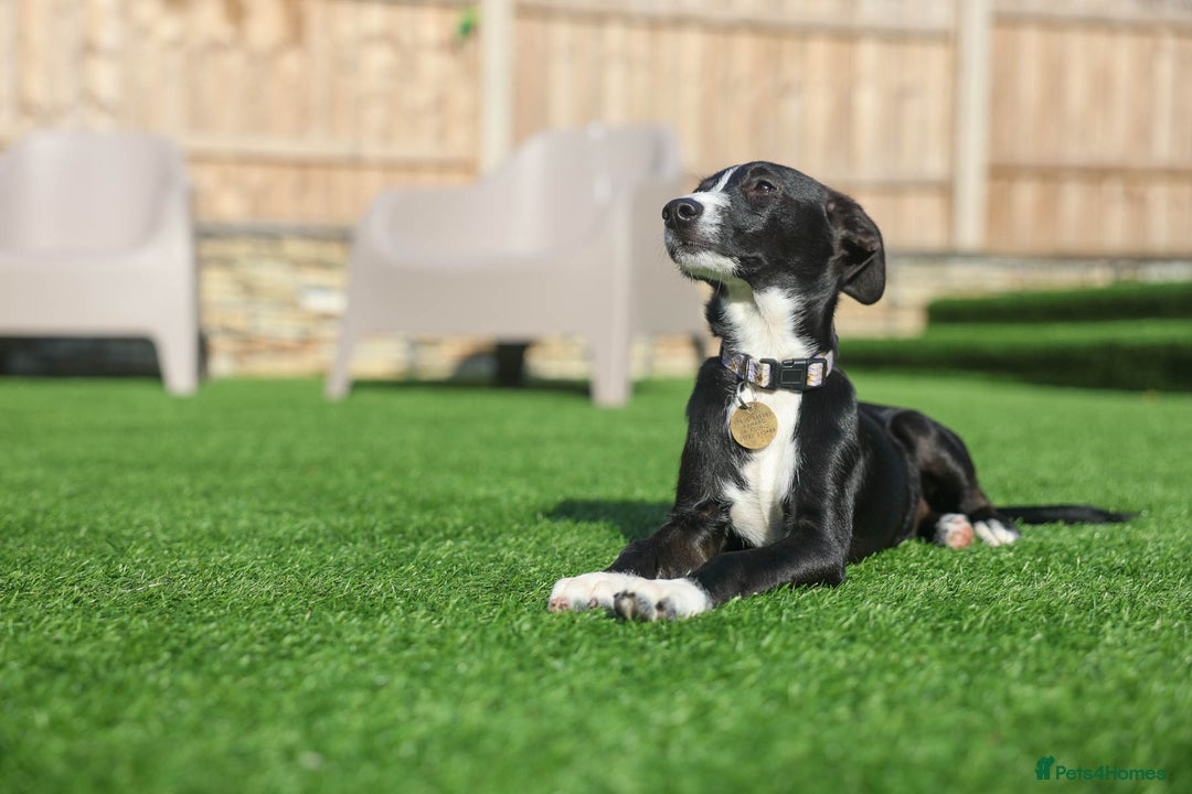 Mixed Breed dogs for adoption: Delightful Dolly - Image 30