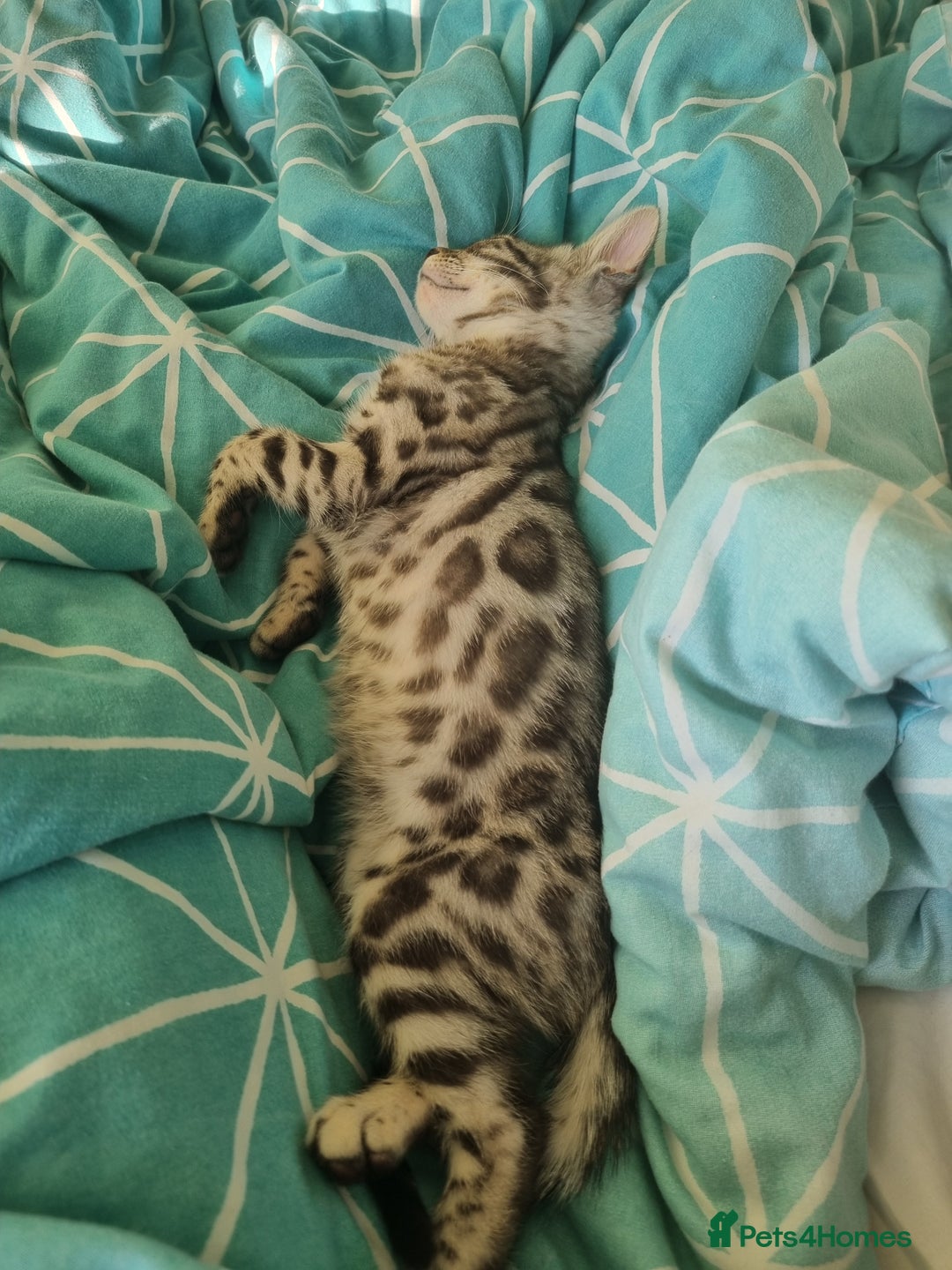 Bengal cats for sale: Bengal kitten ( 5 months)  - Image 4
