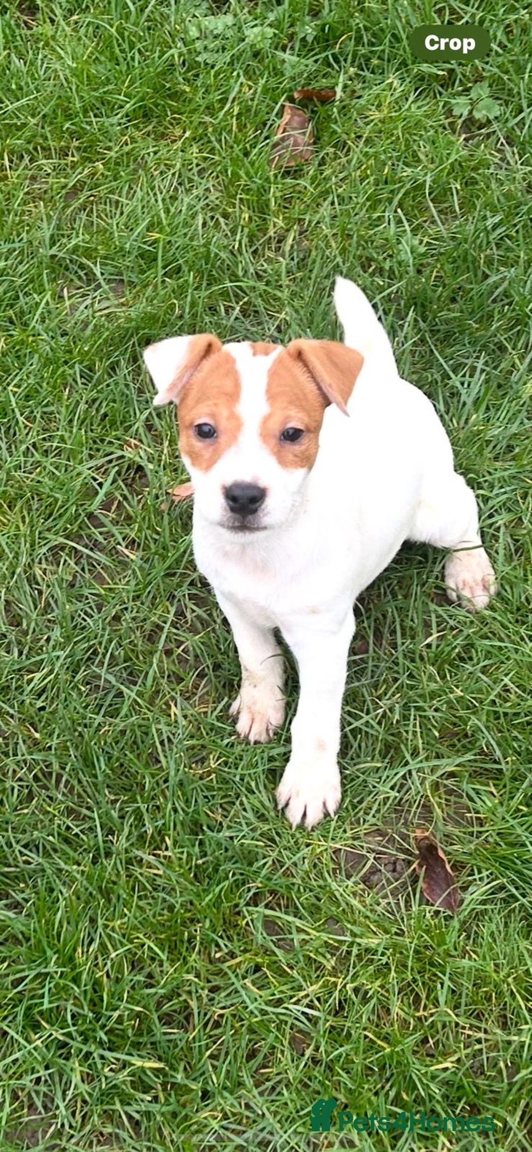 Jack Russell dogs for sale: Jack Russell Parson Type Dog Puppies For Sale - Advert 3