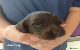 Cockapoo dogs for sale: Stunning cockapoo puppies  - Image 14