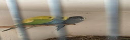 Budgerigars birds for sale: 6 boys 1 girl  - Advert 3
