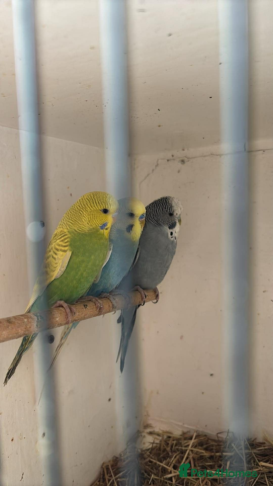Budgerigars birds for sale: 6 boys 1 girl  - Advert 3