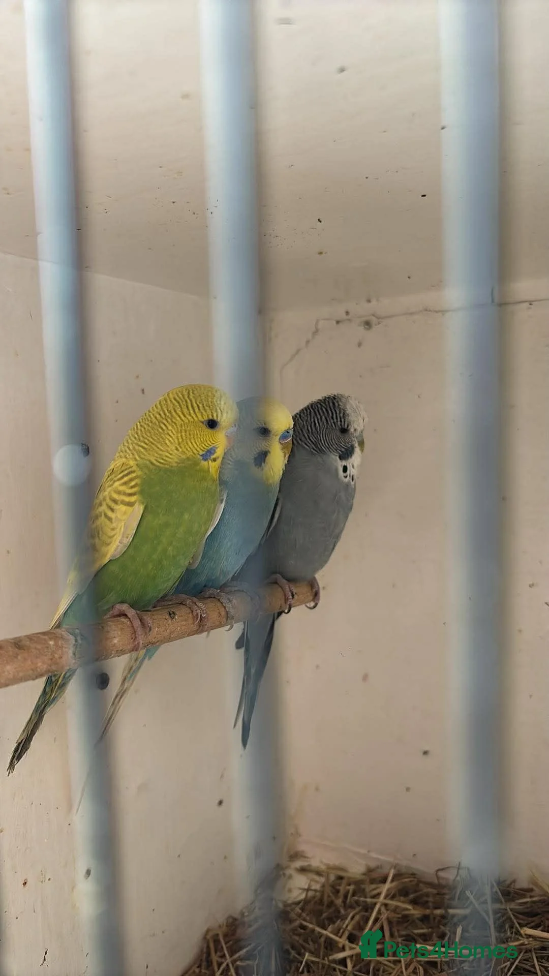 Budgerigars birds for sale: 6 boys 1 girl  - Advert 3