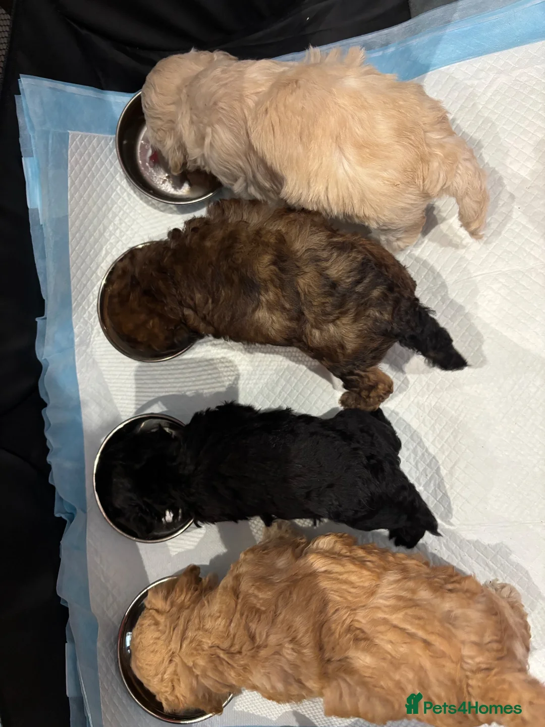 Mixed Breed dogs for sale: Shihpoo x Cockapoo little girl looking for 🏡 in Prenton - Advert 2