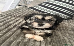 Morkie dogs for sale: Morkie puppies  - Advert 3