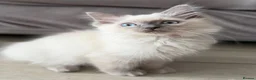 Ragdoll cats for sale:     💙 Stunning Pedigree Ragdoll Kittens GCCF - Advert 4