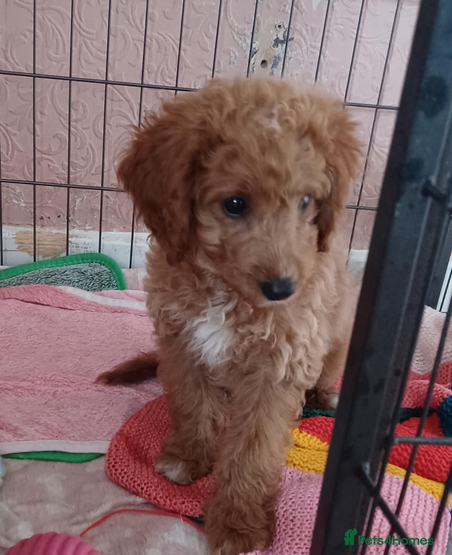 Cockapoo dogs LAST ONE!! 11 week old F2 Cockerpoo  - Advert 12