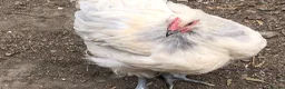 Chickens poultry for sale: Orpington Cockerels  - Advert 14