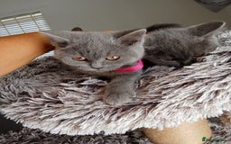 Brazilian Shorthair cats for sale: Beautiful blues Bristh short hair - Image 23