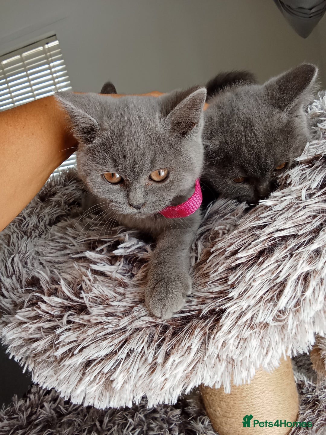 Brazilian Shorthair cats for sale: Beautiful blues Bristh short hair - Image 23