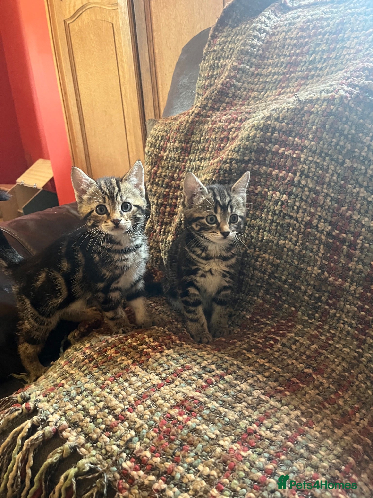Mixed Breed cats 4 kittens looking for their forever homes  - Advert 12