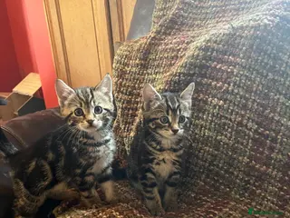 Mixed Breed cats 4 kittens looking for their forever homes - Advert 1