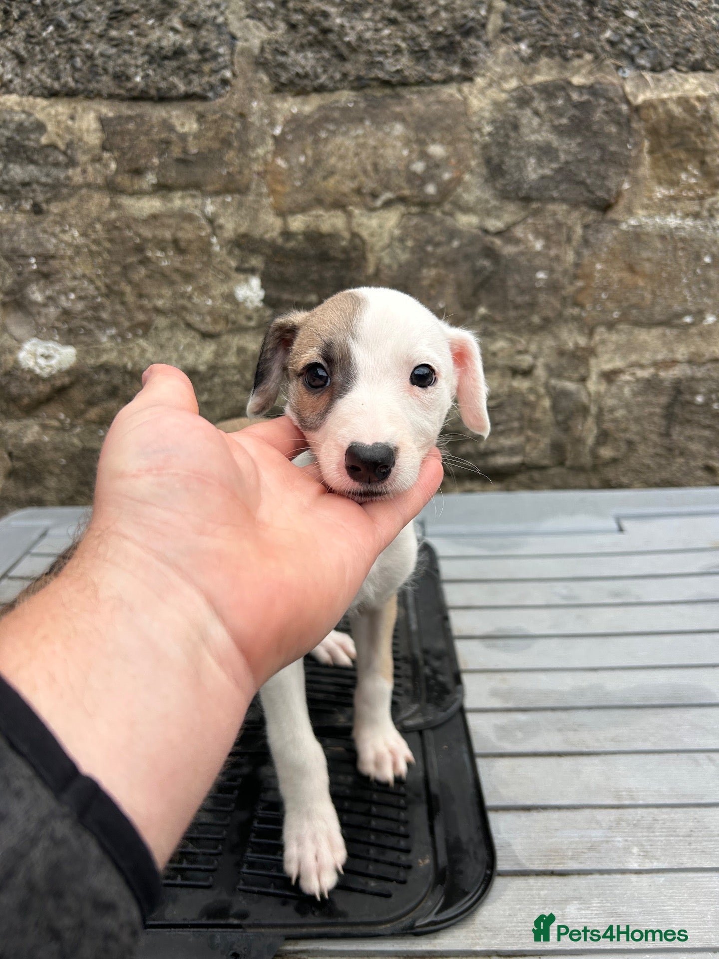 Lurcher dogs Bedlington whippet lurcher pups - Advert 18