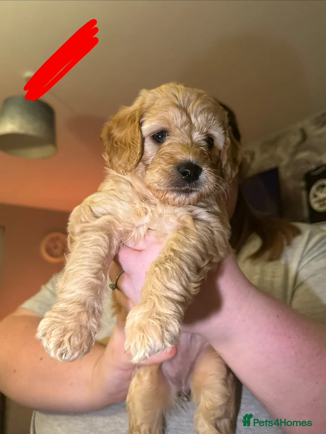 Goldendoodle dogs for sale: 2 girls left. F1 mini Goldendoodles - Advert 19