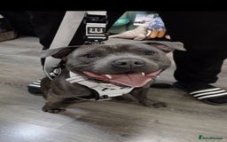 Staffordshire Bull Terrier dogs for stud: KC Registered Staffordshire bull terrier for stud - Image 2