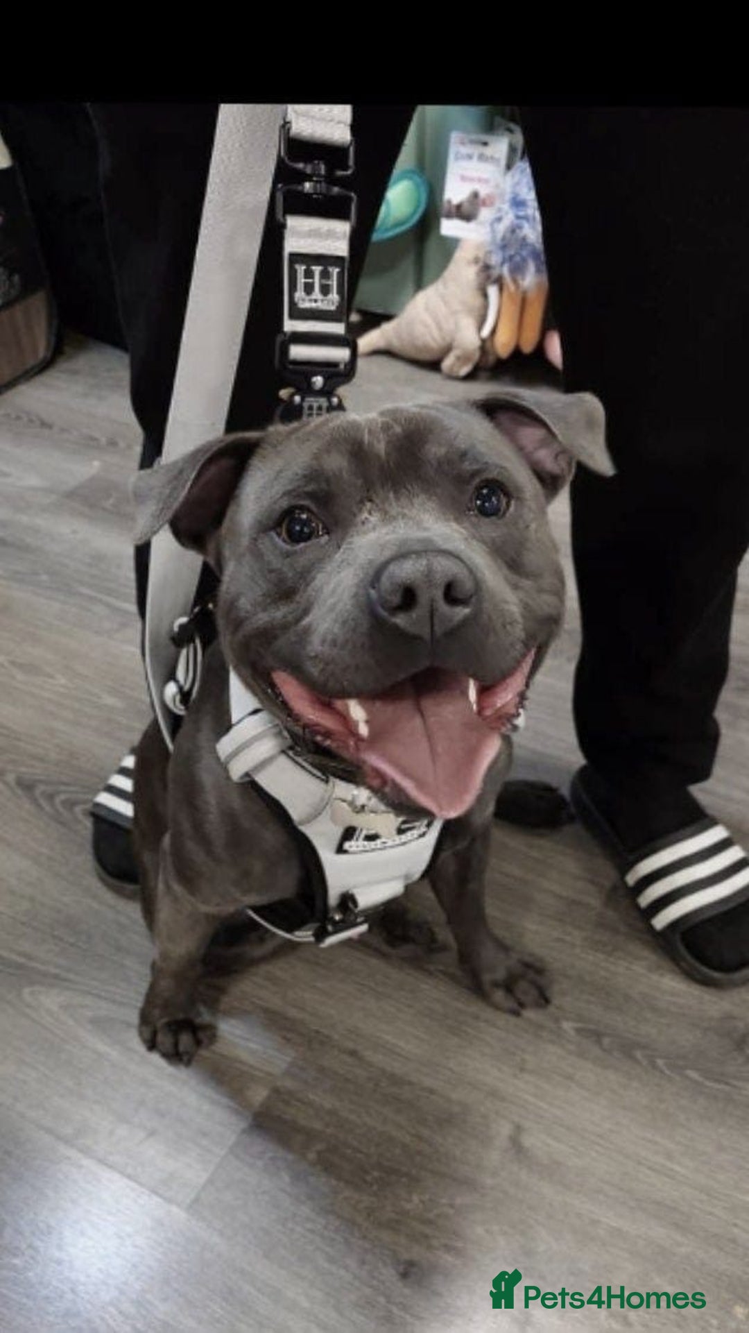 Staffordshire Bull Terrier dogs for stud: KC Registered Staffordshire bull terrier for stud - Image 2