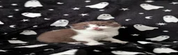 British Shorthair cats for sale: British shorthair kittens  - Advert 4