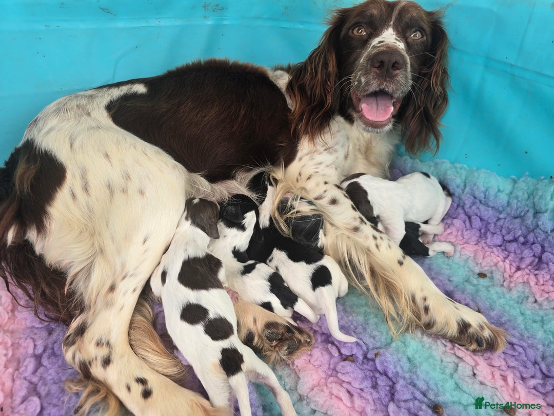 English Springer Spaniel dogs for sale: KC clear DNA vax vetted Springer Pups - Image 17