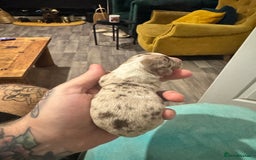 Dachshund dogs for sale: Daschund puppies for sale  - Advert 5