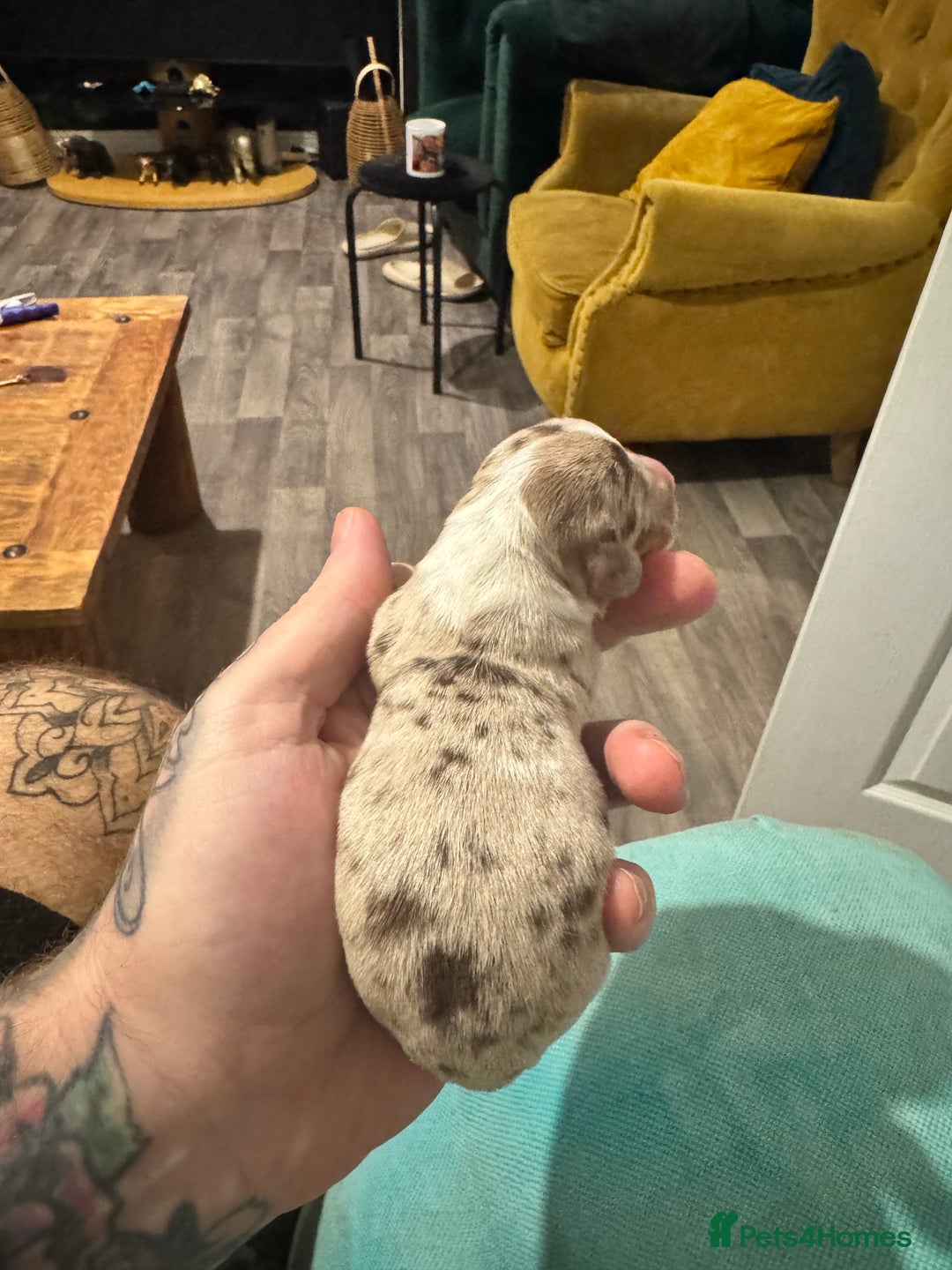 Dachshund dogs for sale: Daschund puppies for sale  - Advert 5