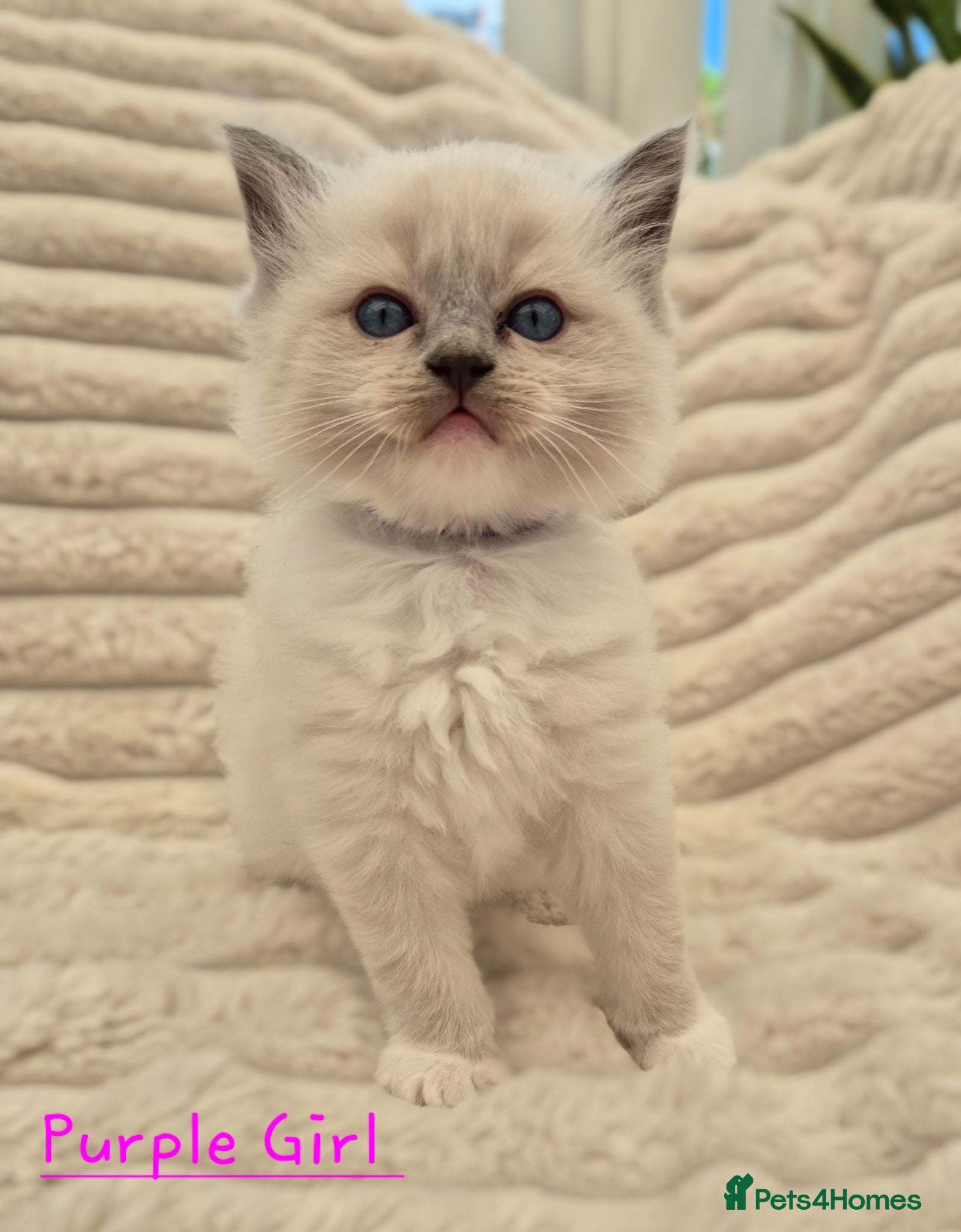 Ragdoll cats Beautiful Pedigree Ragdoll girl Mitted  - Advert 7