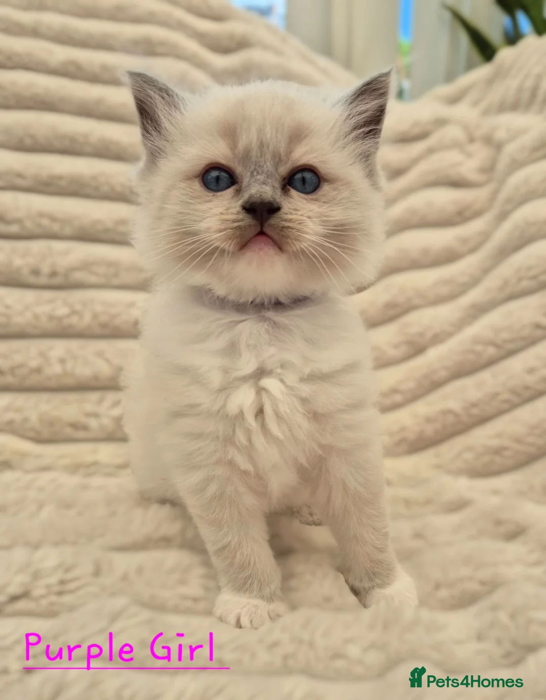 Ragdoll cats for sale: Beautiful Pedigree Ragdoll girl Mitted  - Advert 1