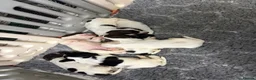 Cocker Spaniel dogs for sale: 🐶SHOW COCKER SPANIEL PUPS🐶  - Advert 13