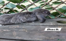 Mini Lop rabbits for sale: Pure bred Mini Lop Bunnies - Image 8