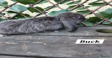 Mini Lop rabbits - Advert 14