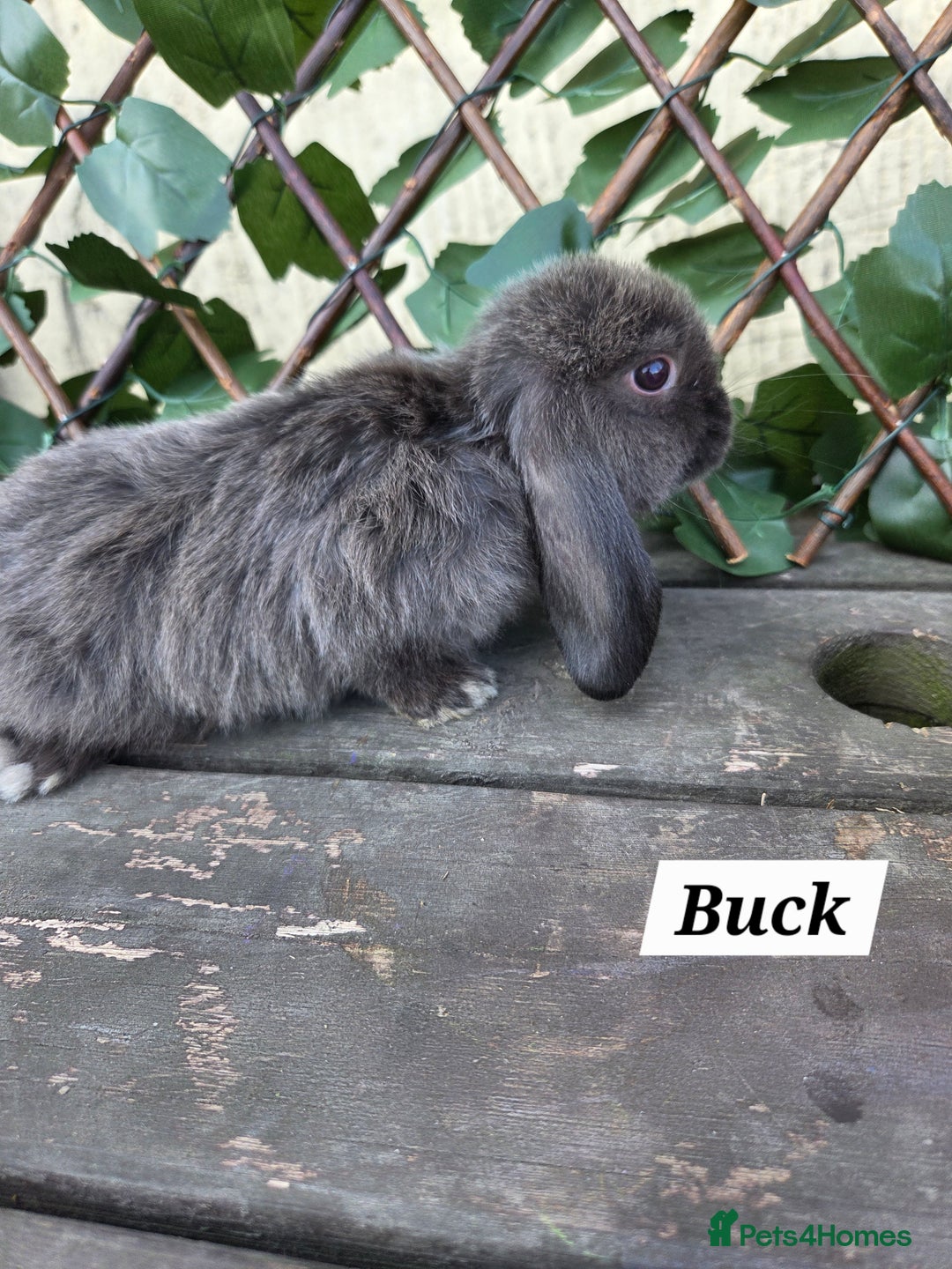Mini Lop rabbits for sale: Pure bred Mini Lop Bunnies - Image 8