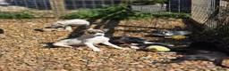 Mixed Breed dogs for sale: Freya the whippet lurcher.  - Advert 9