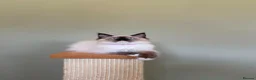 Ragdoll cats for sale: Beautiful Ragdoll Kittens - Advert 19