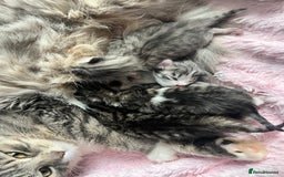 Siberian cats for sale: Four fluffy hyperallergenic kittens - Image 6