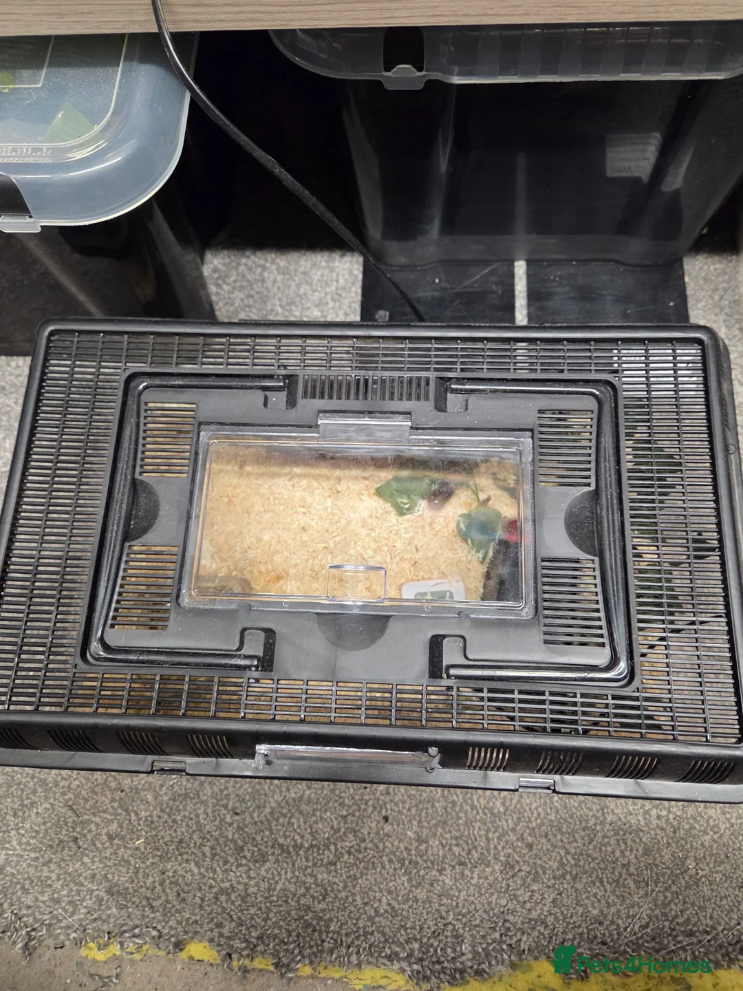 Milk Snake reptiles for sale: Milk snake with enclosure  - Advert 6