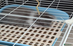 Angora rabbits for sale: Teddy widder Rabbit - Image 2