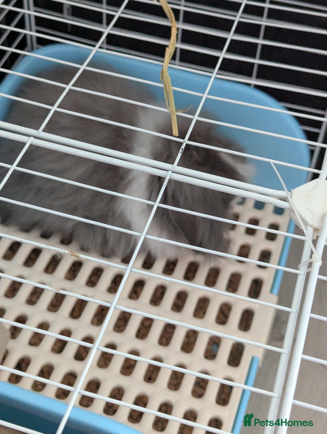 Angora rabbits for sale: Teddy widder Rabbit - Image 2