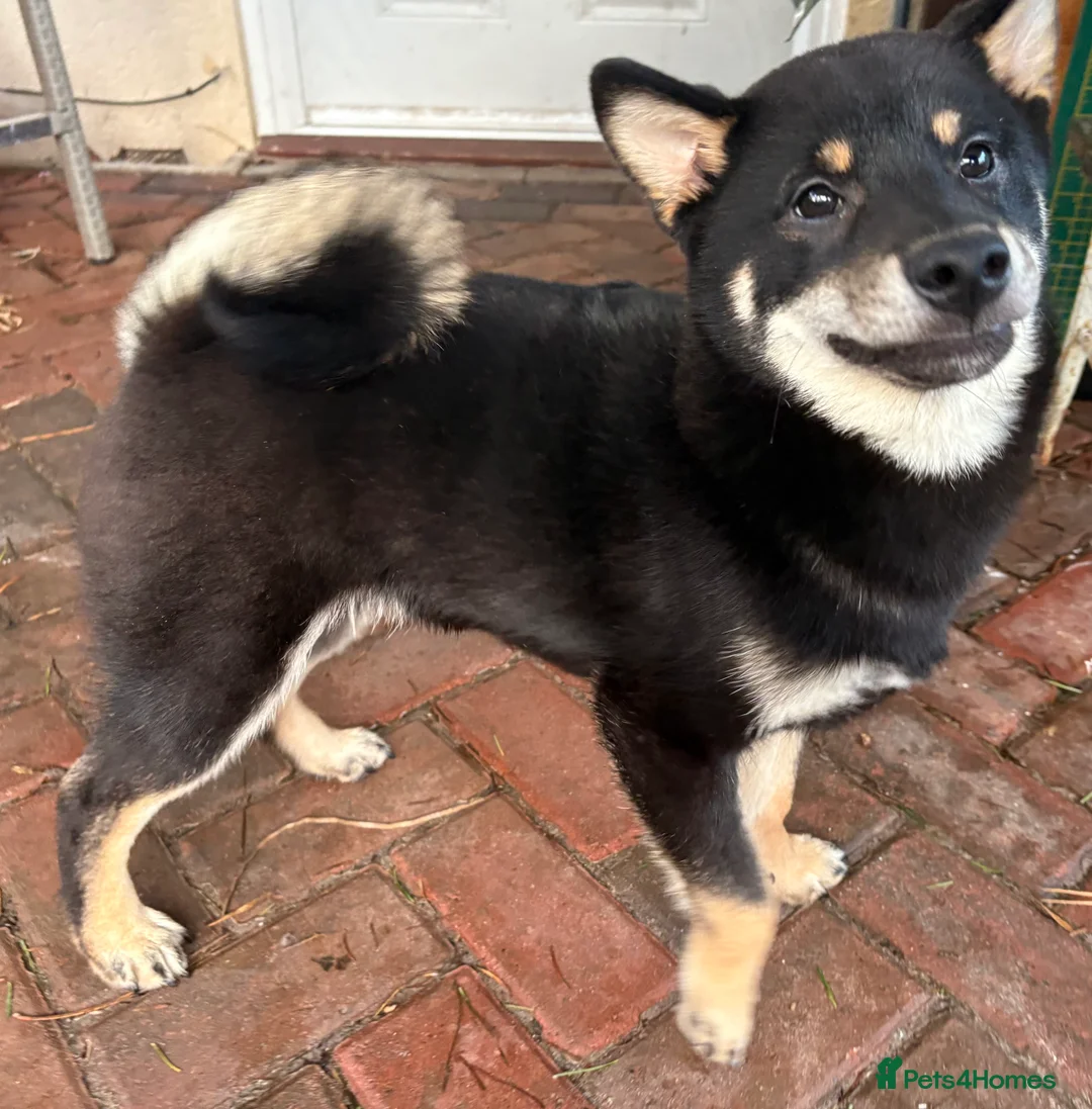 Japanese Shiba Inu dogs for sale: Multi champion Japanese Shiba Inu’s - Advert 7