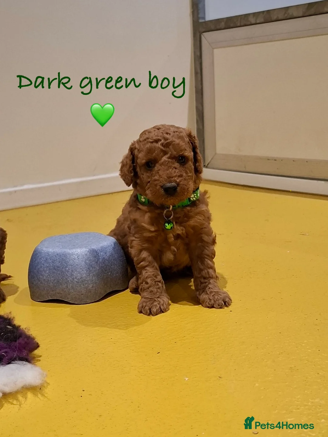 Cockapoo dogs for sale: Stunning F1B Cockapoos - Advert 4