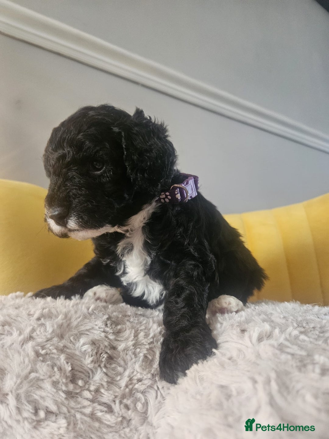 Schnoodle dogs for sale: Schnoodle Puppies - Advert 26