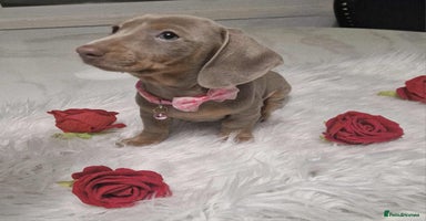 Dachshund dogs - Advert 5