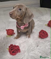 Dachshund dogs - Advert 1