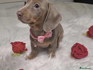 Dachshund dogs - Advert 3