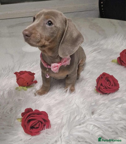 Dachshund dogs - Advert 3