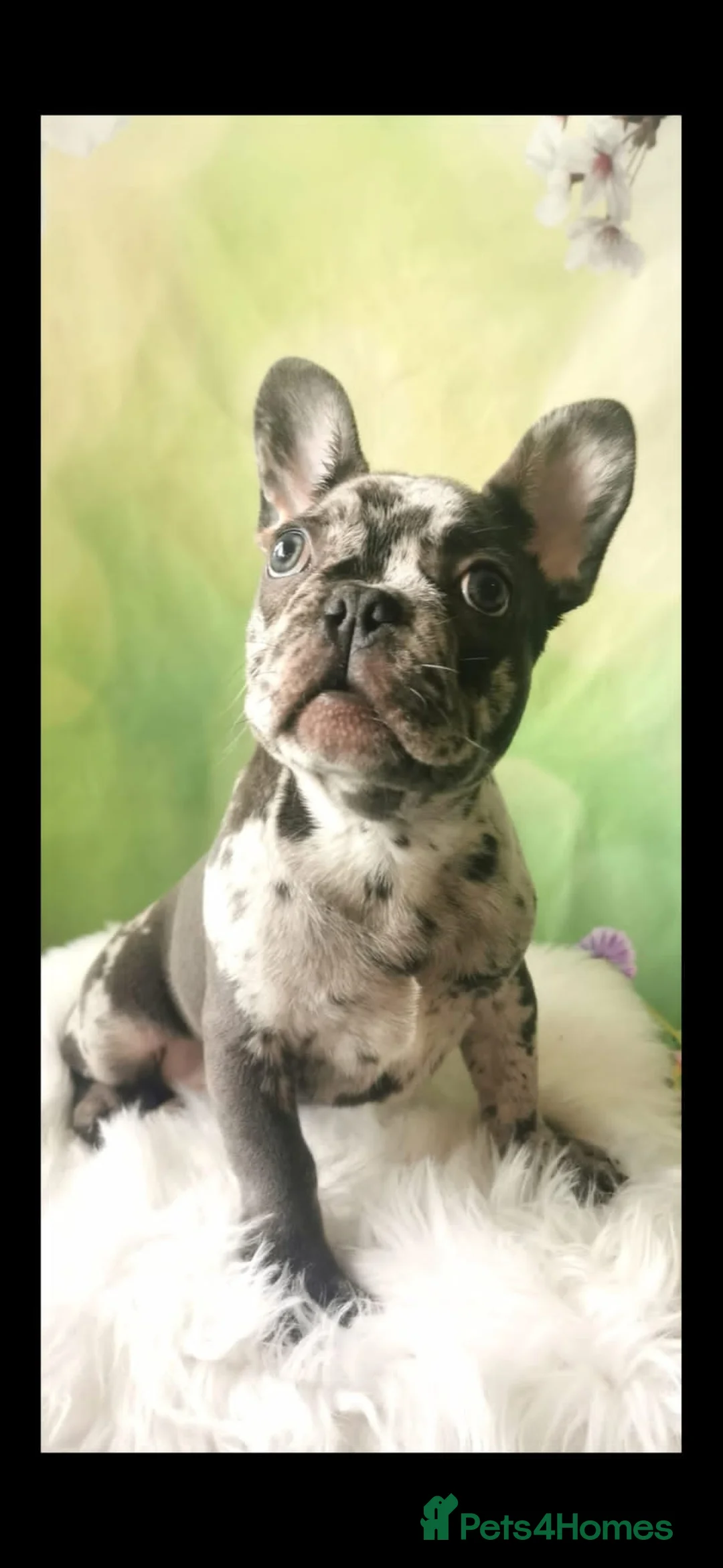 French Bulldog dogs for sale: Male Blue Merle frenchie - Advert 2
